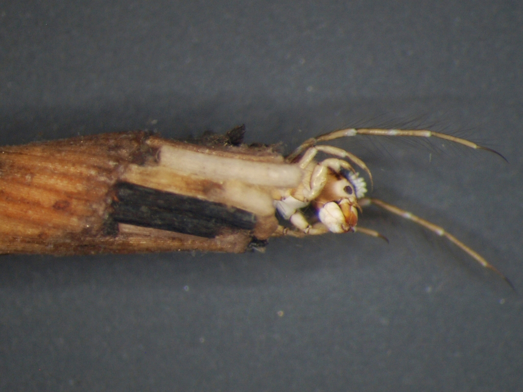 Triaenodes bicolor